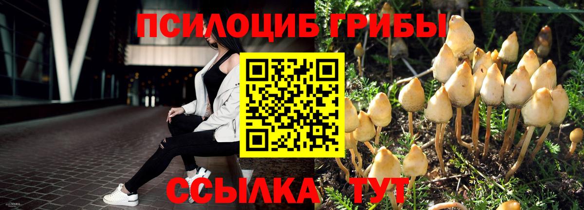 где купить   Псилоцибиновые грибы Psilocybine cubensis  Вход с VPN  Ипатово 